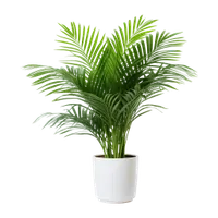 Thumbnail for Plants,Artificial Plants, Planters, Pot & Vases