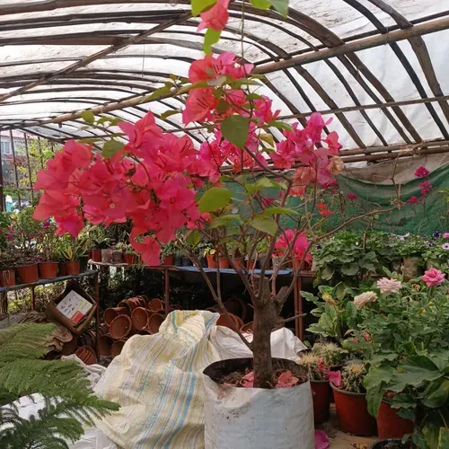 Bougainvilla Flower Plant | Begambeli Flower Plant