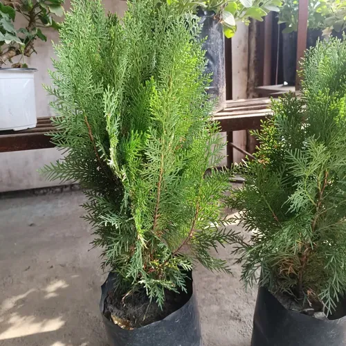 Cypress Tree Dhupi Plant