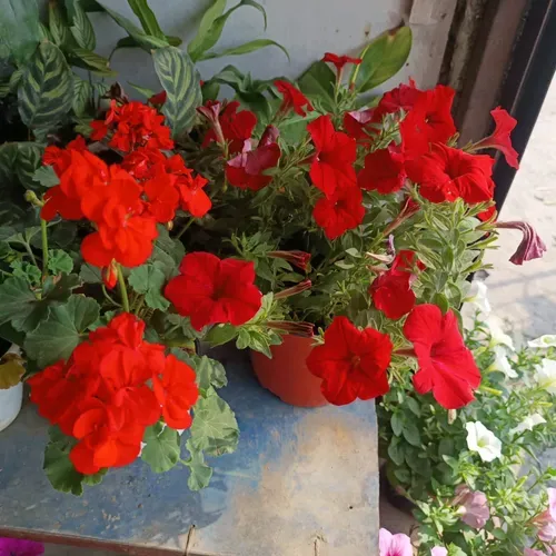 Geranium Red Flower Plant