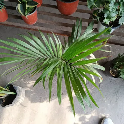 Rexena Palm Plant