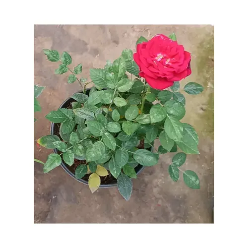 Red Rose Flower Plant