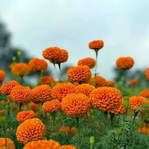 Marigold Flower Plant | Flower Plant