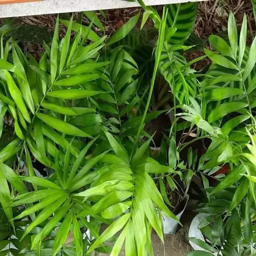 Chamaedorea Elegans Palm Plant
