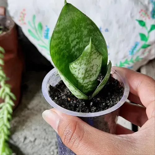 Baby Snake Plant