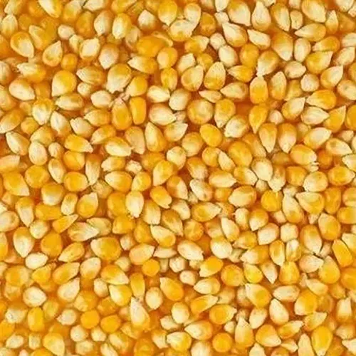 Organic Yellow Maize Grains, For Human Animal Feed